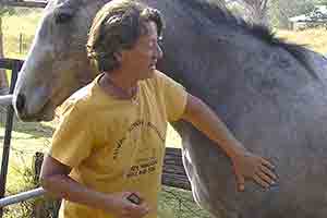 Equine Bowen